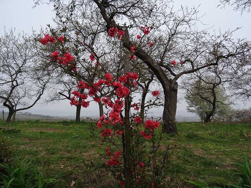 Marillenerlebnisweg